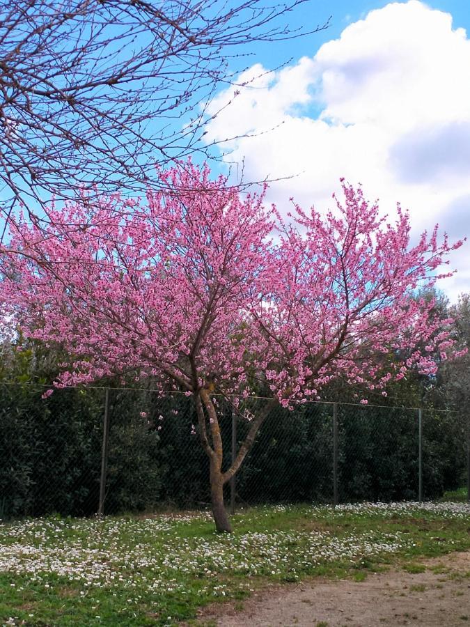 Agriturismo Lungo Albegna Manciano Exteriör bild